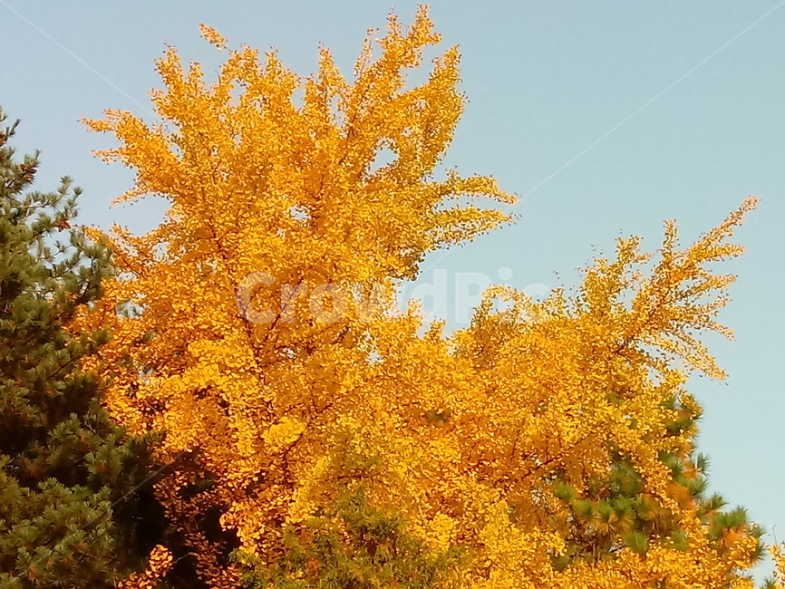 가을,단풍,낙엽,maple,plant,식물,단풍나무,단풍잎,leaf,잎,tree,나무,계절,fallautumnseason,가을단풍,자연,풍경,경치,가을,계절,fall,autumn,season,식물,자연,plants,nature,나무,trees,wood