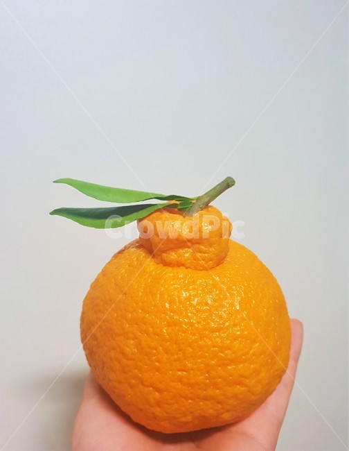 제주도,한라봉,과일,오렌지색,초록