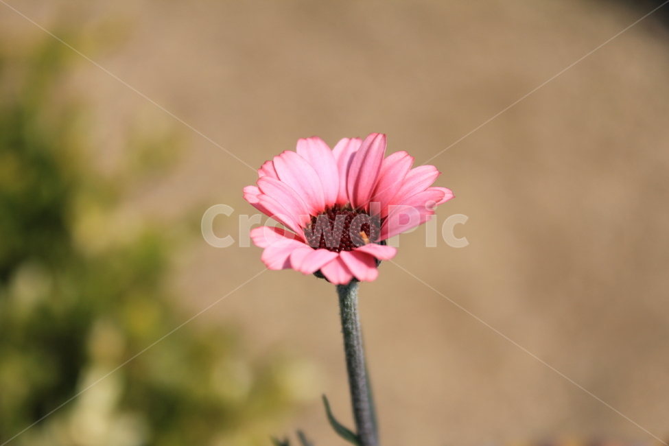 plant,blossom,daisies,daisy,꽃,flower,데이지,식물,분홍색꽃,식물,자연,plants,nature,꽃,flower