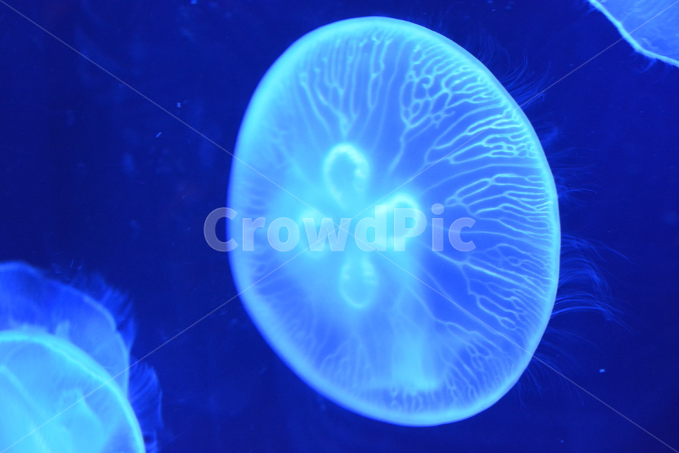 해파리,jellyfish,동물,무척추동물,바다