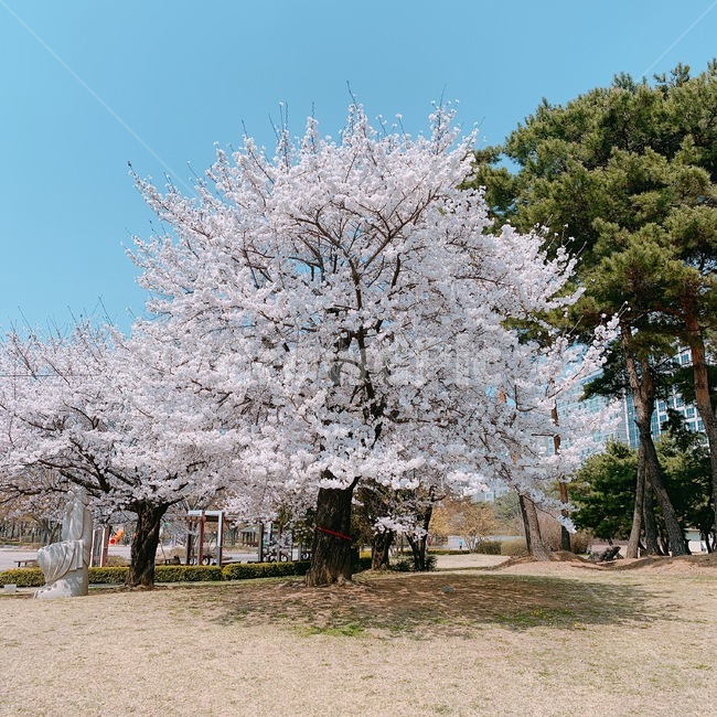 벚꽃,나무,벚꽃나무,봄,계절