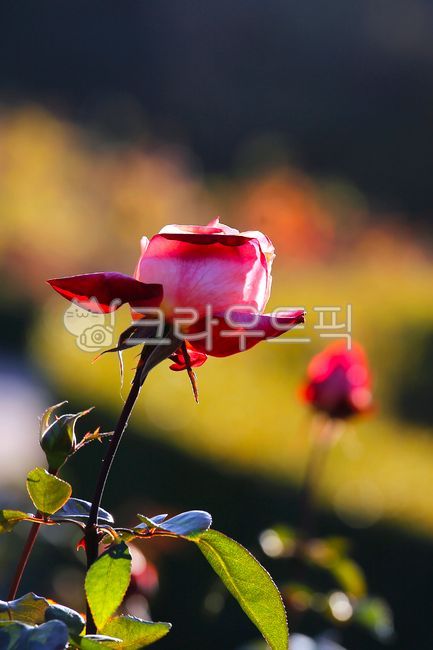 장미꽃,장미정원,분홍장미,마른꽃,flower,rose,가을,배경화면,감성,장미