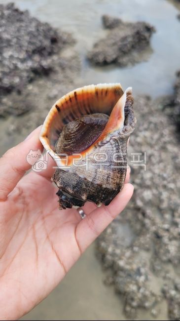 conch,finger,Picking up conches,Mudflat conch,sealife,sea conch,seashell,clam,marine life