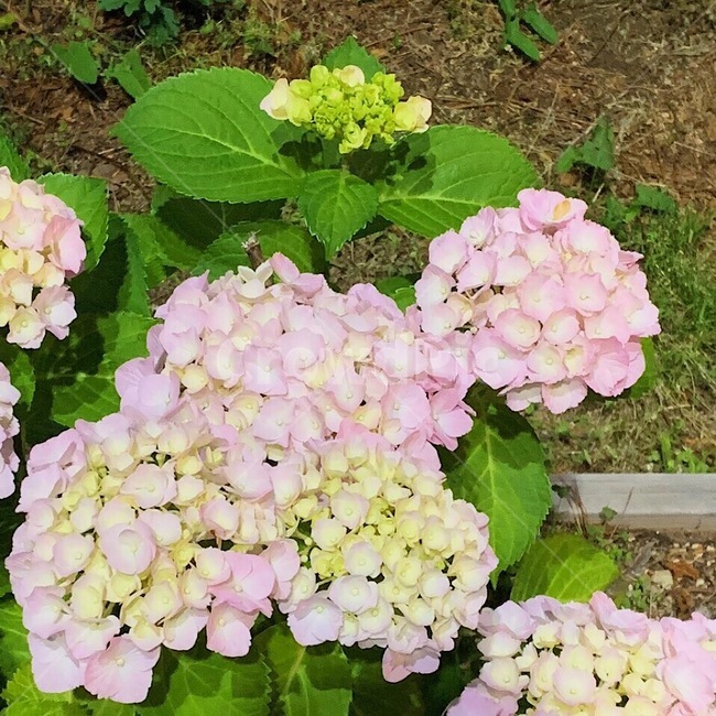 꽃,수국,식물,flower,hydrangea