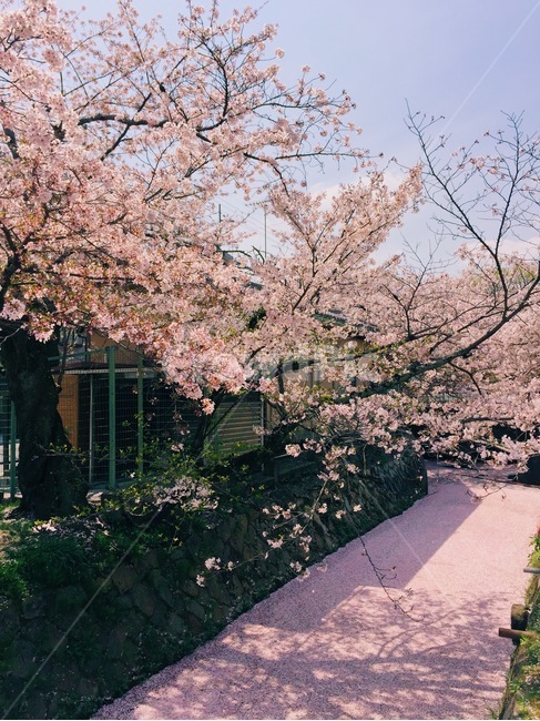 봄,벚꽃,체리블라썸,사쿠라,감성사진,spring,flower,nature,season,꽃핑크,봄꽃,cherryblossomes,자연,벚꽃나무,식물,계절,핑크,벚나무,개화,봄,계절,spring,season,골목길,alley,감성,sensible,feeling,plant,꽃,blossom
