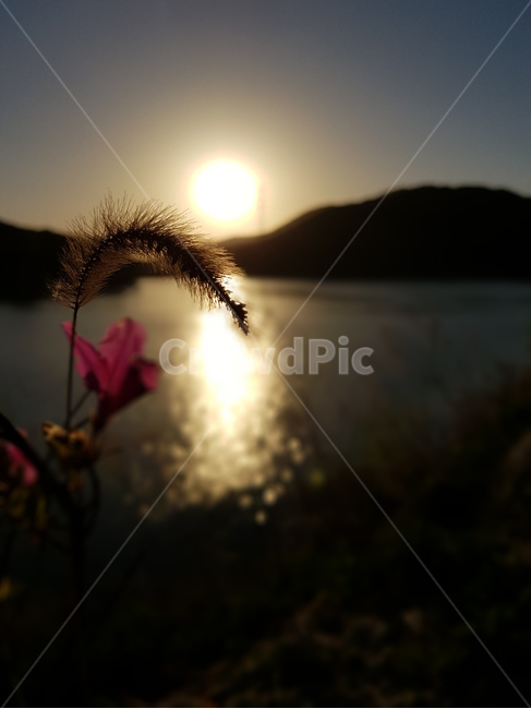 강아지풀,해질녘,노을,저녁,꽃,저수지,느낌,식물,자연,plants,nature