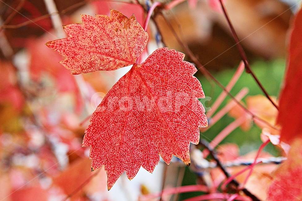 단풍,낙엽,가을,잎,식물,자연,계절,감성,색,색감,넝쿨식물,공원,가을,계절,fall,autumn,season,plant,leaf,veins,정맥