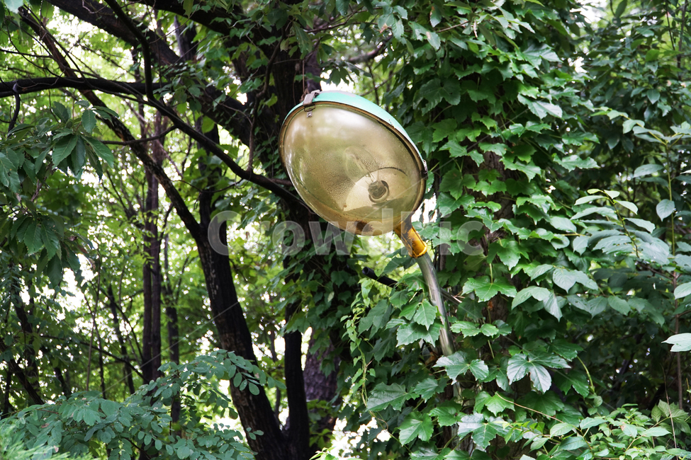 조명,가로등,고장,불,등,외등,램프,숲,lighting,lamp,streetlamp,streetlight,forest