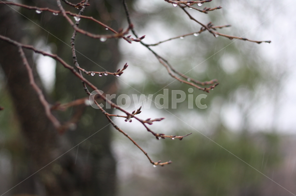 plant,식물,방울,물방울,나뭇가지,겨울,새싹,식물,자연,plants,nature
