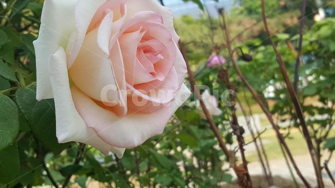 장미,rose,식물,꽃,flower,분홍장미,하얀장미,꽃,flower