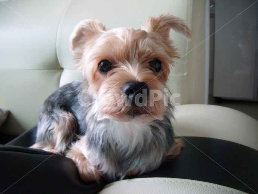 동물,강아지,개,dog,애견,동물,animal,포유류,mammal,개,강아지,dog,doggy