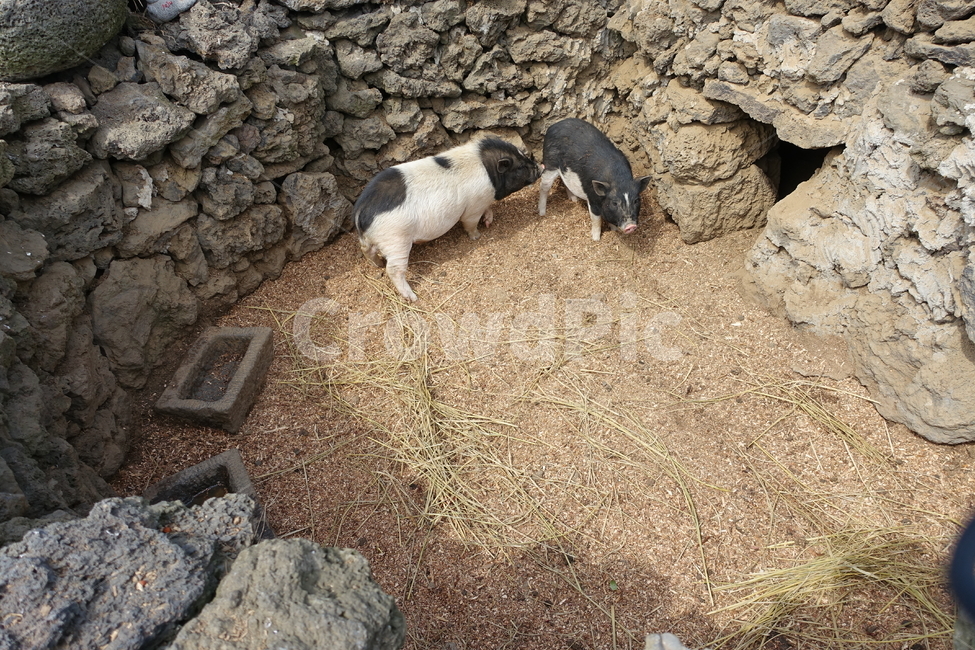 돼지,제주도,흑돼지,새끼돼지,귀여움,pig