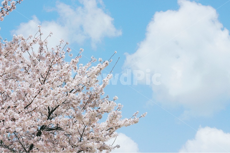 벚꽃,하늘,구름,봄,감성사진,꽃,나무,sky,cloud,cherryblossom,봄,계절,spring,season,자연,풍경,nature,landscape,식물,plants,나무,trees,wood,plant,flower,blossom