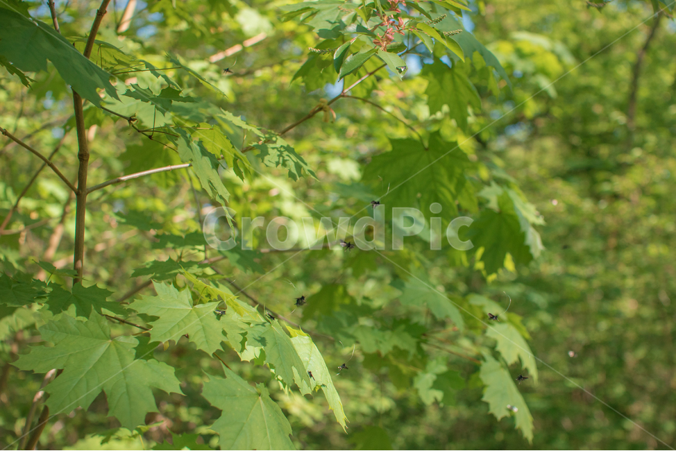 식물,숲,나무,벌레,숲속,식물,자연,plants,nature,곤충,벌레,insect,bug