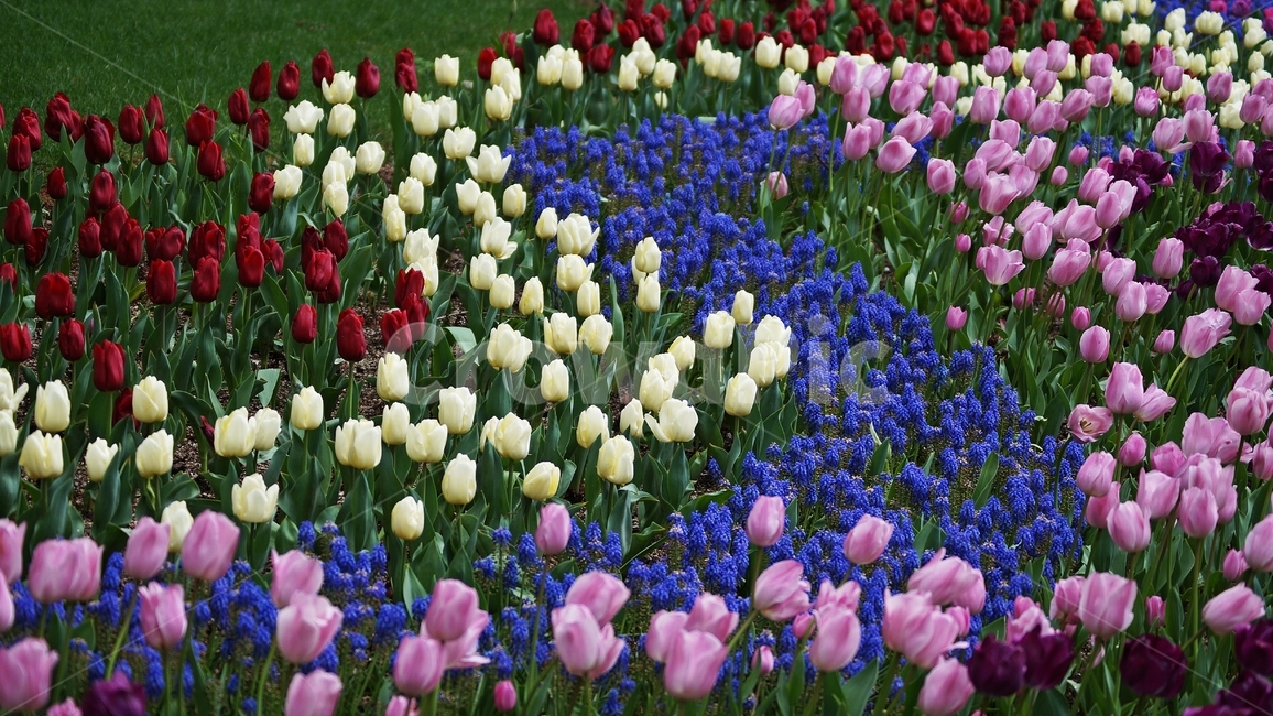 봄꽃,꽃,튜립,자연,꽃축제