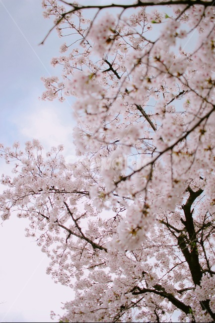 꽃,벚꽃,봄,풍경,하늘,봄,계절,spring,season,식물,자연,plants,nature,꽃,flower,감성,sensible,feeling,plant,blossom