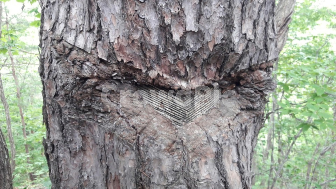 소나무,송진,사람,숲,자연,식물,자연,plants,nature,나무,trees,wood