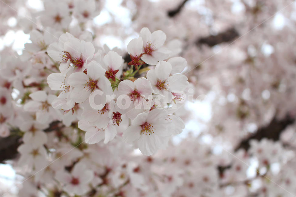 벚꽃,봄,자연,꽃,감성,spring,flower,nature,cherryblossom