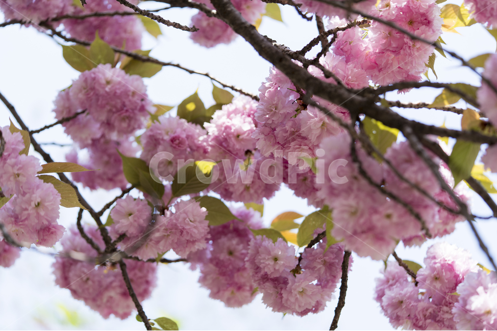 봄,겹벚꽃,겹벚꽃나무,벚꽃,매크로,핑크,봄,계절,spring,season,식물,자연,plants,nature,꽃,flower,plant,blossom,cherry blossom