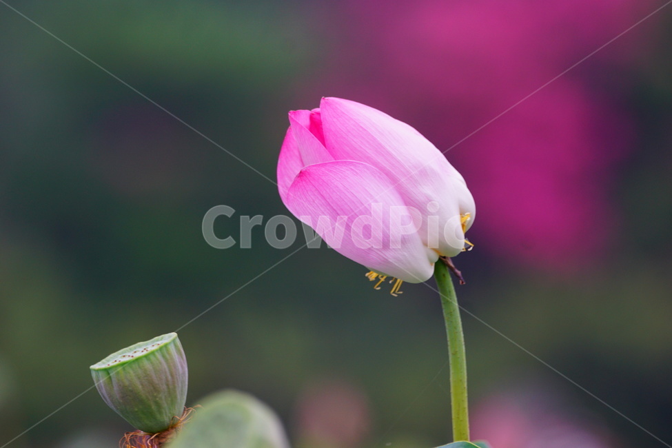 plant,식물,꽃봉우리,꽃,연꽃,식물,자연,plants,nature,꽃,flower