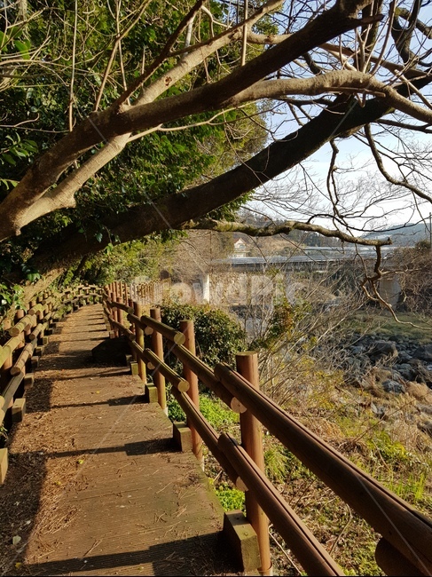 tree,나무,plant,식물,제주도,가을,자연,풍경,nature,landscape