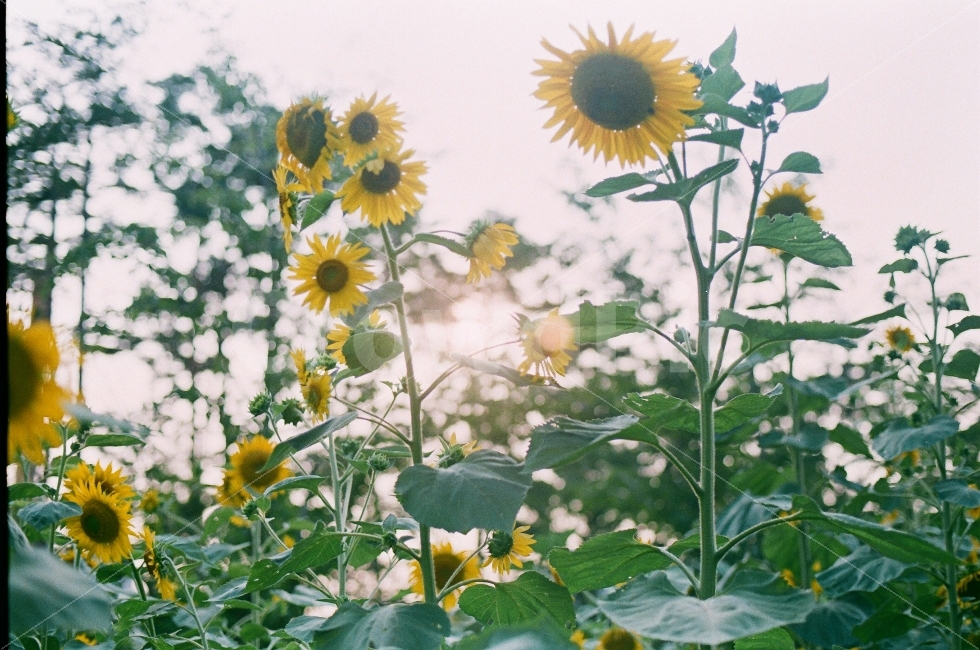 부산,시민,공원,해바라기,필름,카메라,감성,식물,자연,plants,nature,꽃,flower,감성,sensible,feeling