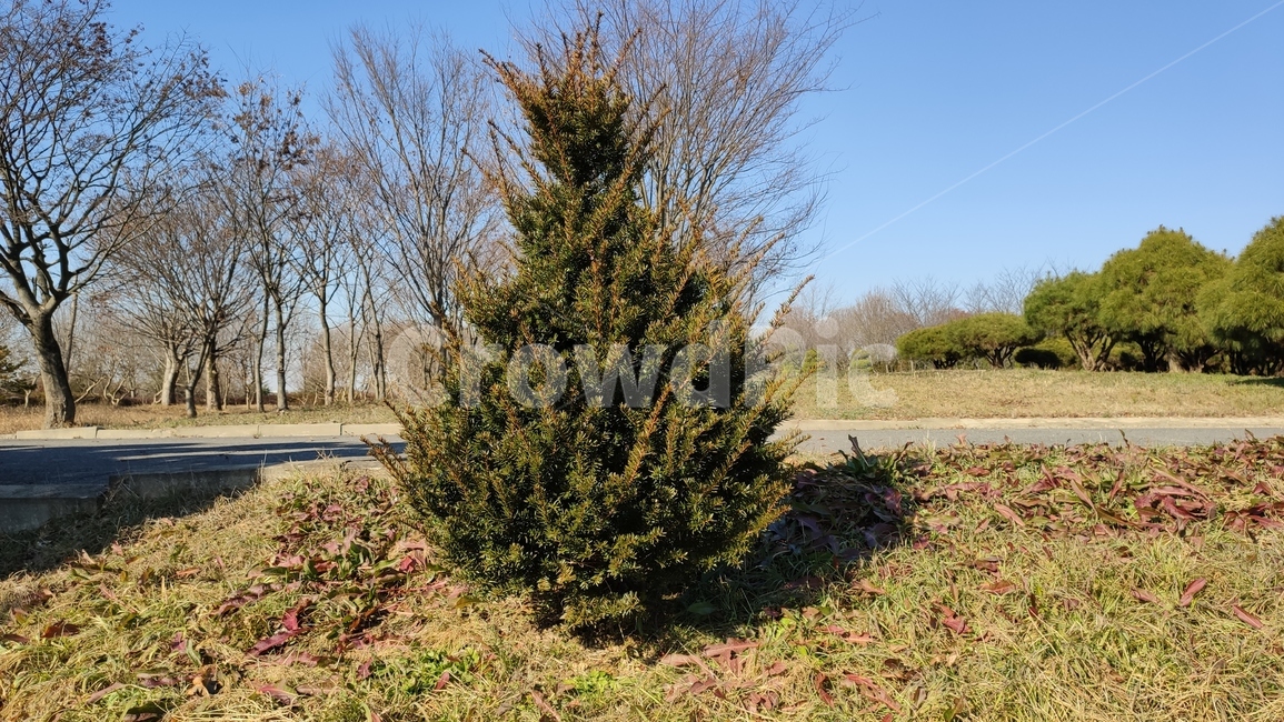 주목,구과목,적백송,자삼,수송,적목,노가리나무,plant,식물,tree,나무,conifer,구과식물