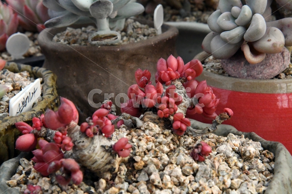 다육이,다육,다육식물,화분,식물,화초,배경,자연,plants,취미,그린,환경,키우기,아름다운,화려한,생명,생활,background,식물,자연,plants,nature