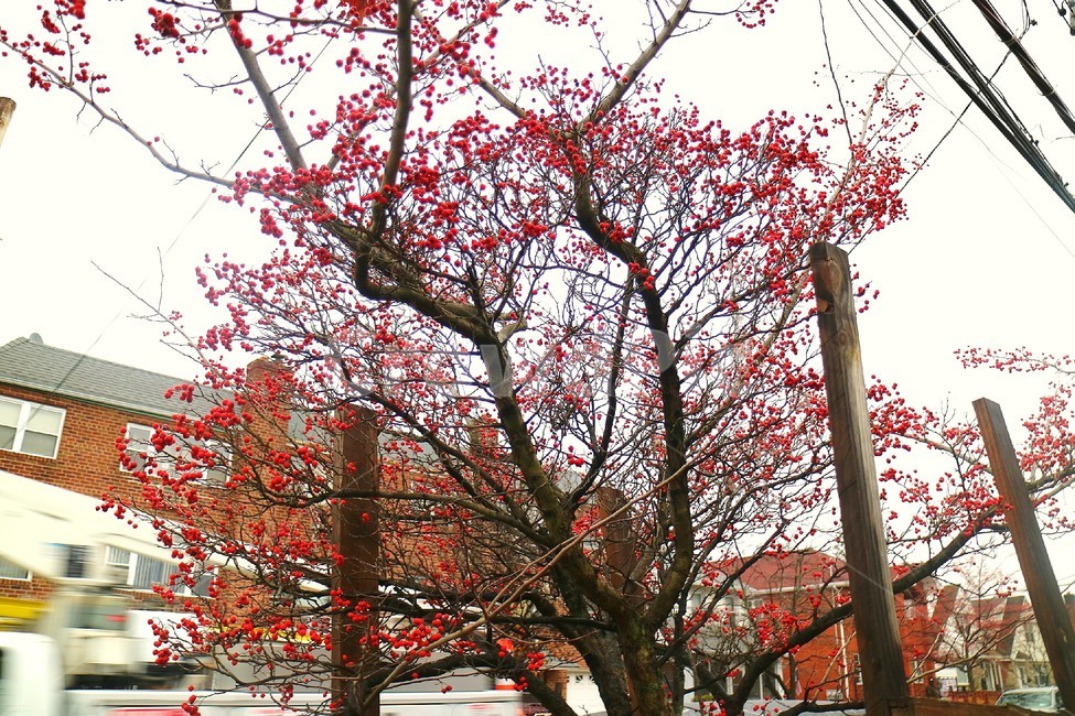 나무,자연,빨간열매,가을,풍경,길,계절,배경,식물,자연,plants,nature,나무,trees,wood