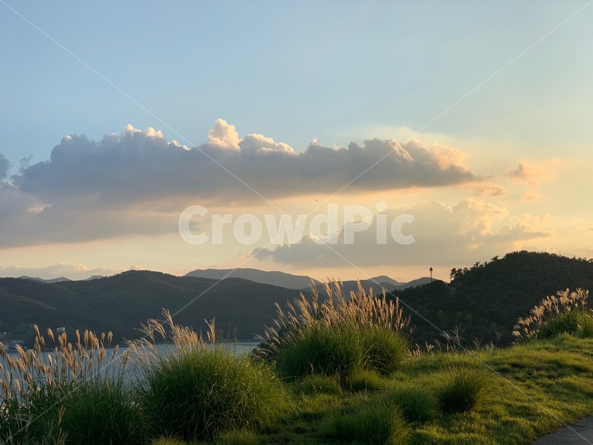 plant,식물,grass,잔디,nature,자연,outdoors,옥외,갈대,자연,풍경,nature,landscape