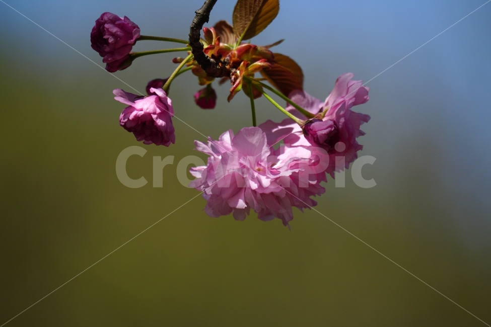 겹벚꽃,봄,꽃,플라워,나무,나뭇가지,하늘,이파리,자연,flower,nature,tree,spring,4월,식물,계절,season,감성,접사,macro,풍경,landscape,꽃사진,스냅,스넵,snap,경치,마크로,closeup,클로즈업,sky,힐링,healing,식물,자연,plants,nature,봄,계절,spring,season,꽃,flower,plant