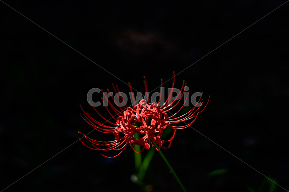 꽃,꽃무릇,석산,이룰수없는사랑,빨강,수선화과,선산꽃,가을,식물,자연,plants,nature,꽃,flower