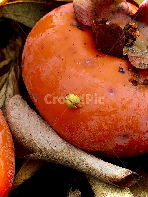 plant,식물,food,음식,produce,생산액,곤충,bug,감성,가을,fall,autumn,sensitivity