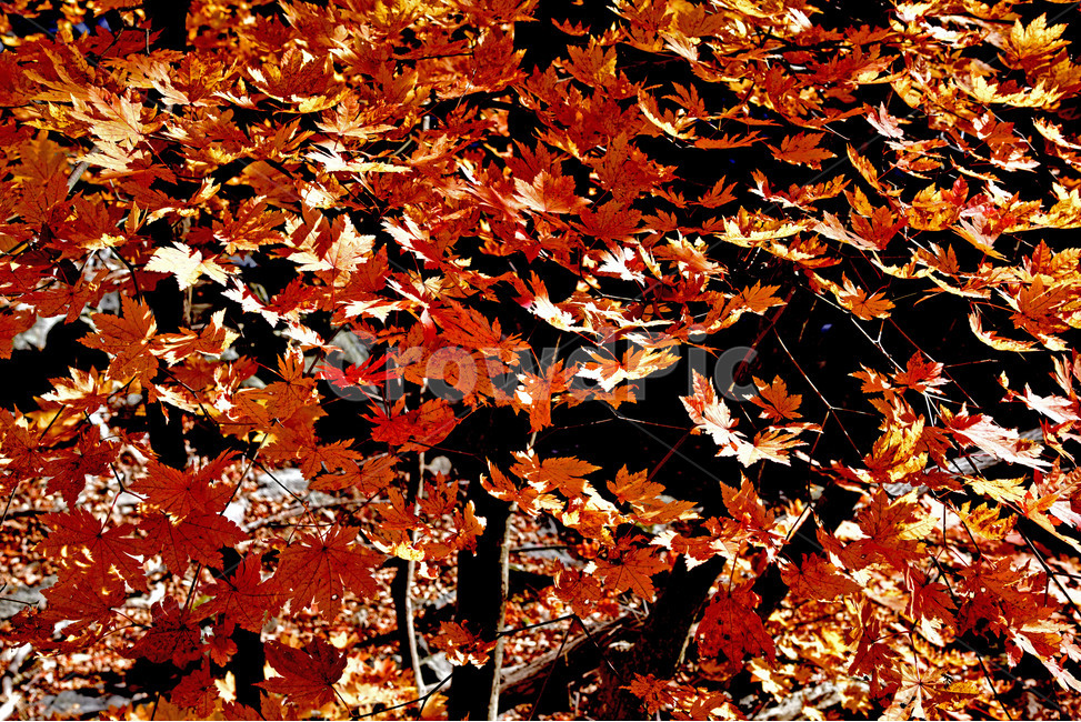 주황산,경북청송,주황산단풍,국립공원,청송,단풍,가을단풍,가을,계절,fall,autumn,season,leaf,잎,plant,식물,tree,나무