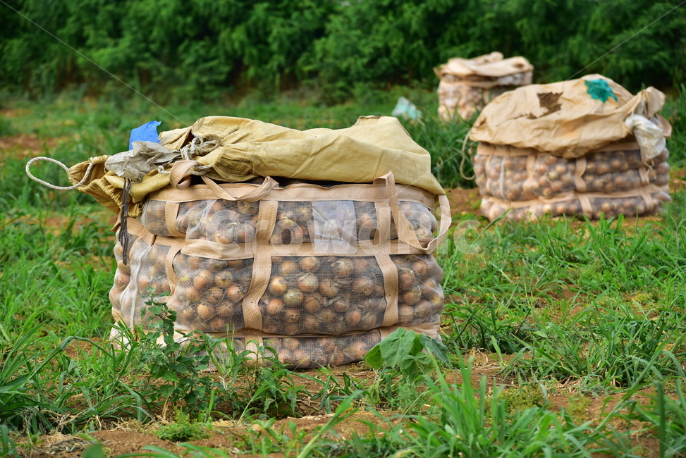 양파,양파수확,양파밭,양파농사,농사,농촌,밭,톤백,onionfield,farming,field,onion,산업,industry,industrial,농업,농사,agriculture,farming,farming industry