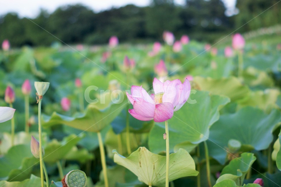 여름,연꽃,연못,연잎,연근,꽃,여름,계절,summer,season,식물,자연,plants,nature,꽃,flower,plant,blossom