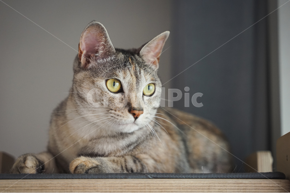 고양이,반려동물,반려묘,집사,냥이,냥,괭,새끼,동물,아기,귀요미,귀여운,귀여움,코리안숏헤어,집고양이,성묘,애완,애완동물,cat,animals,animal,pet,ketten,baby,cute,koreanshorthair,포유류,mammal