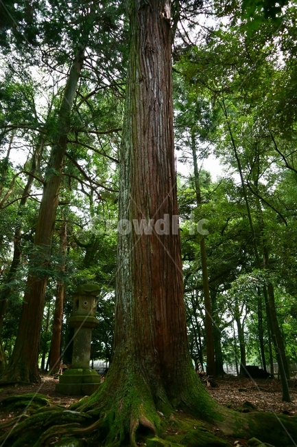 일본,나무,공원,숲,나라공원,이끼,japan,tree,park,forest,narapark,moss,자연,풍경,nature,landscape,plant,식물