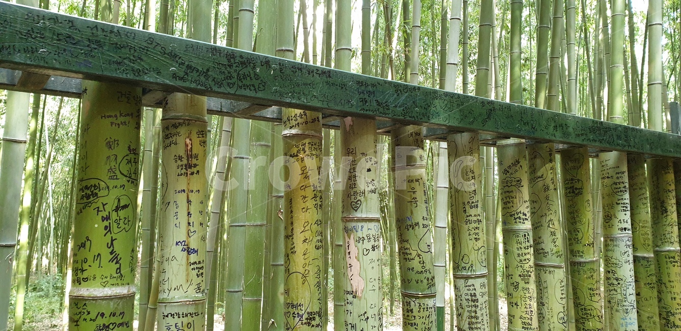 대나무숲,태화강십리대숲,울산,태화강국가정원,낙서