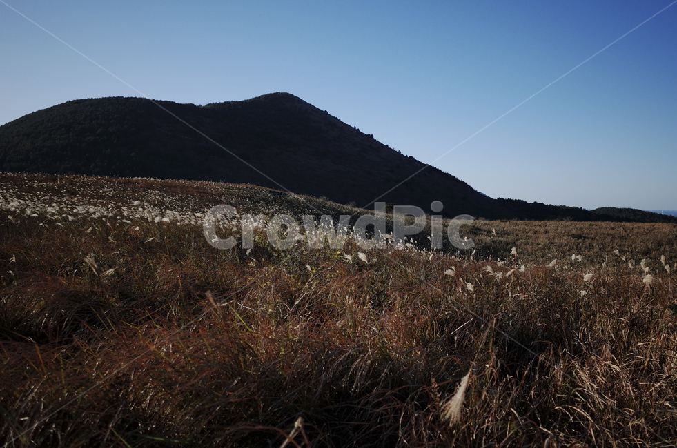 plant,식물,grass,잔디,flamegrass,silvergrass,억새,들판,nature,자연,옥외,outdoors,hill,언덕,reed,갈대