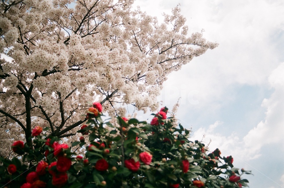 동백,벚꽃,꽃,봄,꽃길,자연,봄,계절,spring,season,자연,풍경,nature,landscape,plant,식물,blossom,flower