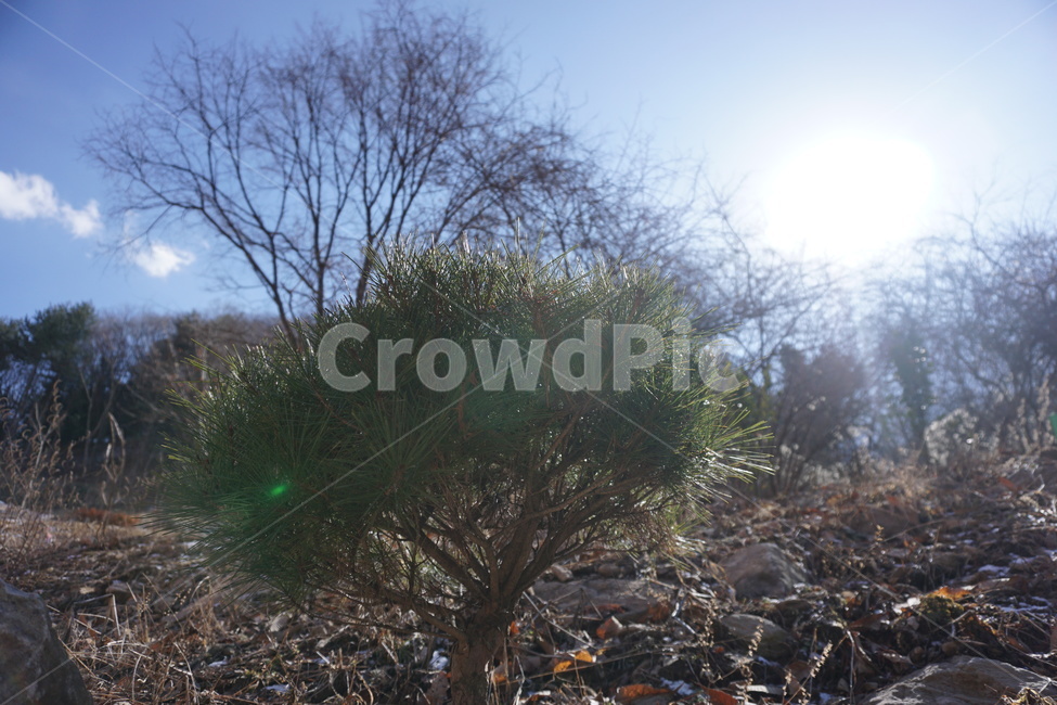 소나무,겨울,숲,햇빛,나무,자연,풍경,nature,landscape,식물,plants,나무,trees,wood,light,빛,flare,플레어