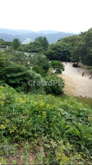 plant,식물,초록,하늘,산,sky,옥외,outdoors,nature,자연,자연,풍경,nature,landscape,potted plant,화분,jar,항아리,pottery,도기류,vegetation,초목,bush,부시,planter,파종기,herbs,허브