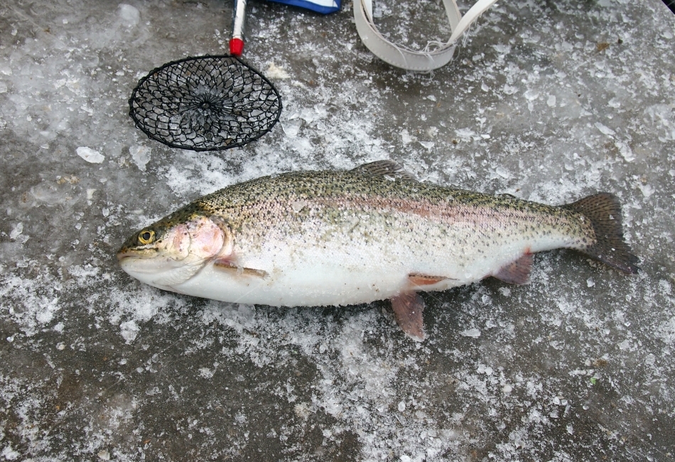 송어,송어축제,생선,물고기,낙시,동물,animal,어류,물고기,fish