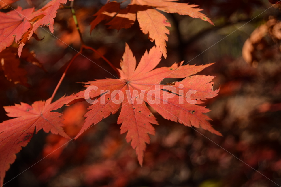 단풍,단풍나무,단풍잎,단풍나무숲,산,가을,숲,자연,풍경,나무,maple,mapletree,mapleforest,숲길,landscape,단풍사진,가을,계절,fall,autumn,season,식물,자연,plants,nature,plant,leaf,잎,tree