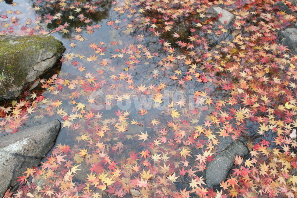 단풍,가을,산,자연,붉은,단풍나무,단풍잎,가을,계절,fall,autumn,season,leaf,잎,plant,식물,tree,나무