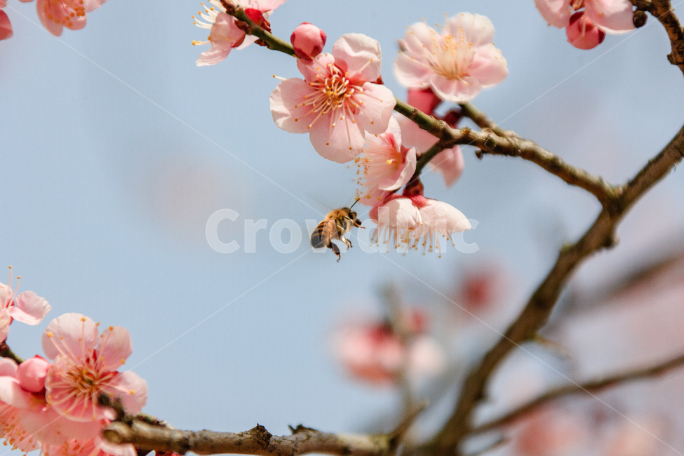 매화,홍매화꽃,담홍색,봄,꽃,꽃잎,봄,계절,spring,season,식물,자연,plants,nature,꽃,flower,plant,bee,벌,invertebrate,무척추 동물,insect,곤충,animal,동물
