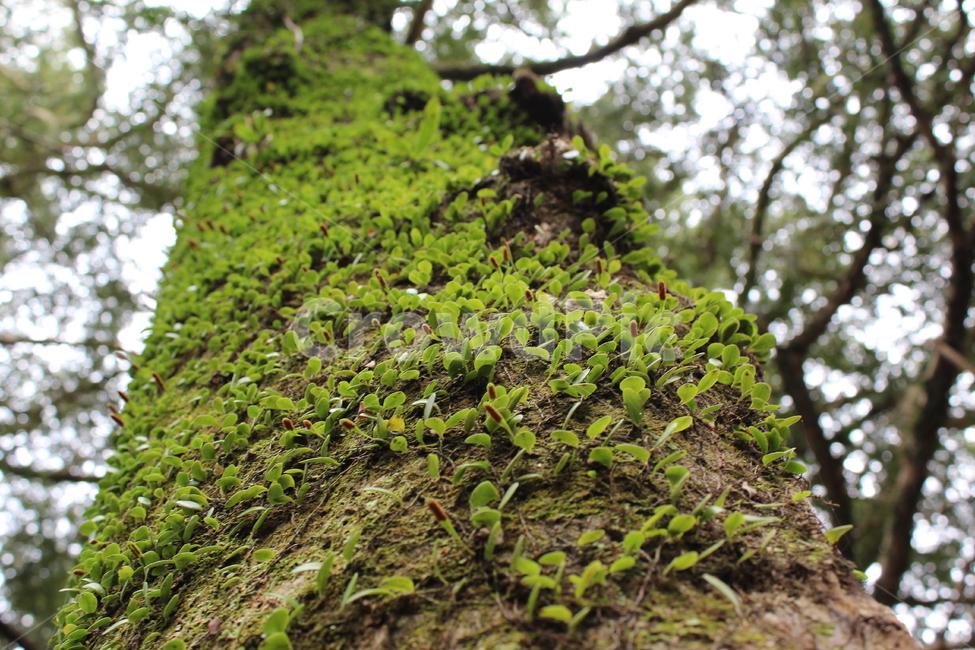 나무이끼,이끼,고목나무이끼,나무,고목,식물,자연,plants,nature,나무,trees,wood