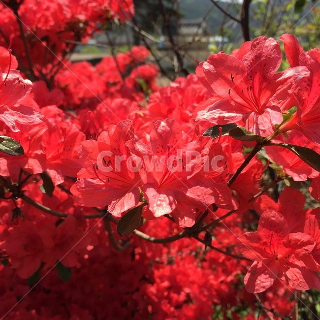 철쭉,꽃,봄,봄꽃,빨간꽃,flower,royalazalea,식물,자연,plants,nature,꽃,flower