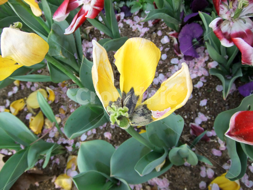 plant,식물,blossom,flower,꽃,화려한,신선한,노란색,봄,야외,공원,색상,정원,식물원,spring,파릇파릇,식물,자연,plants,nature,꽃,flower